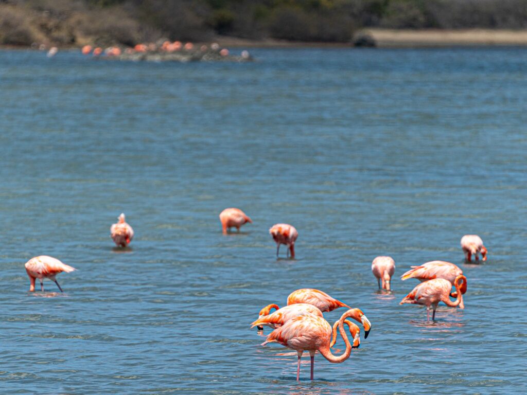 Sint-Michielsbaai-Flamingo-Habitat-Curacao