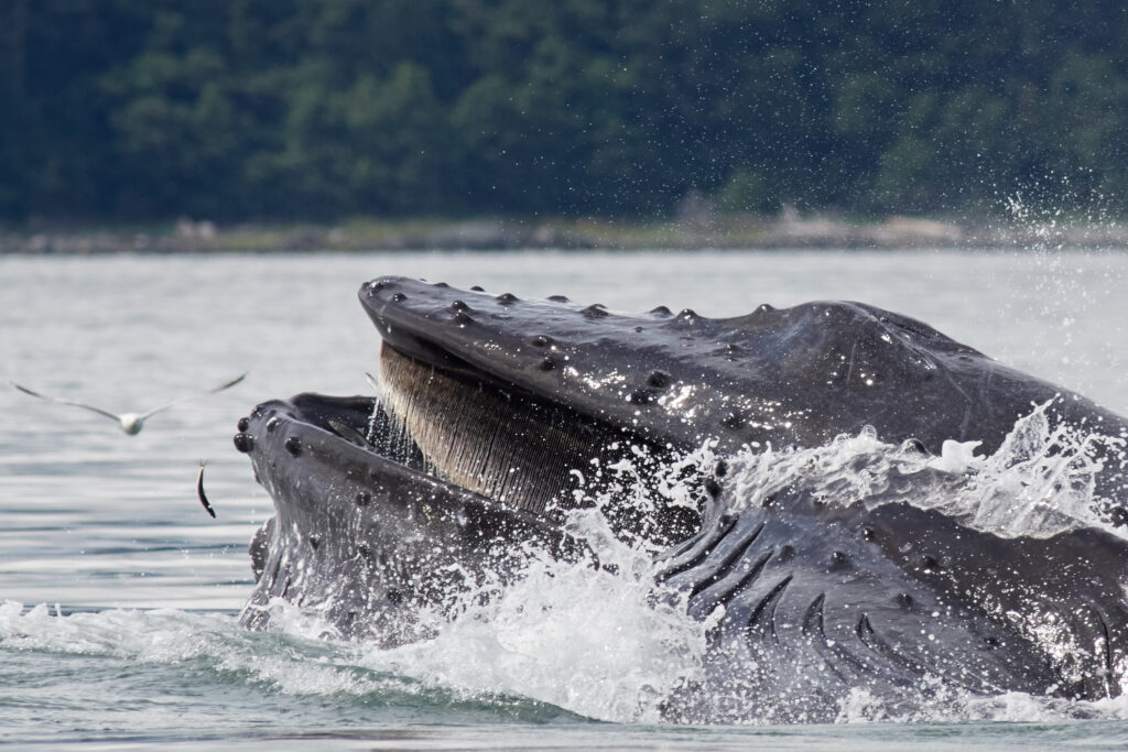 Sitka humpback whale