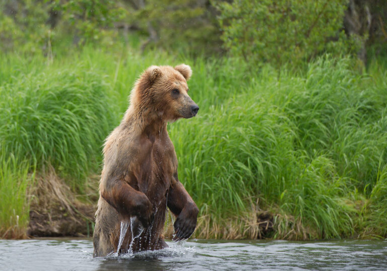 Best Places To View Alaskan Wildlife -  Wild Side of the Last Frontier