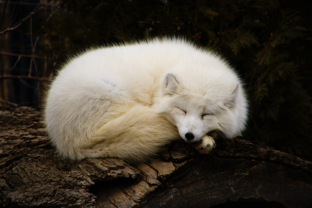 Snoozing arctic fox on a log