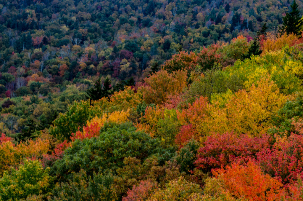 Blue Ridge Mountains Pop with fall colors near Asheville, North Carolina in early October