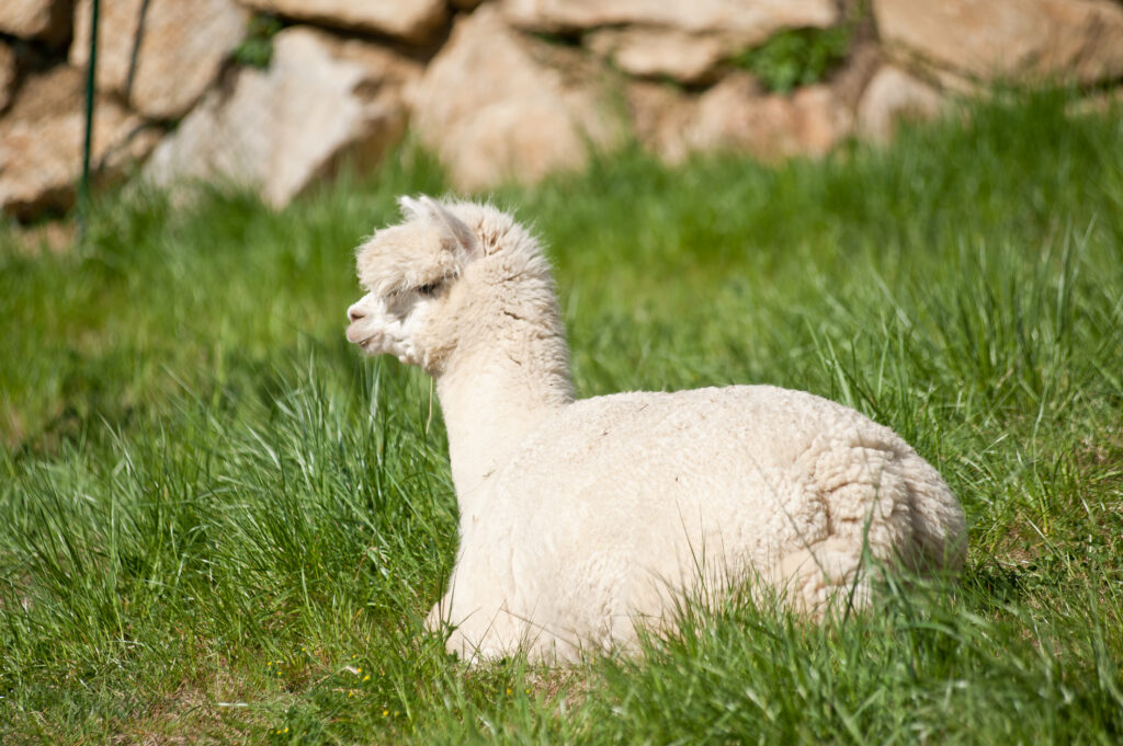 Adorable Alpacas! Why You Should Spend an Afternoon at Mistletoe Farm Tennessee!