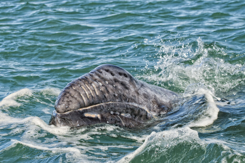 baby grey whale calf portrait while looking at you