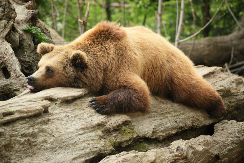 Fat bear on log