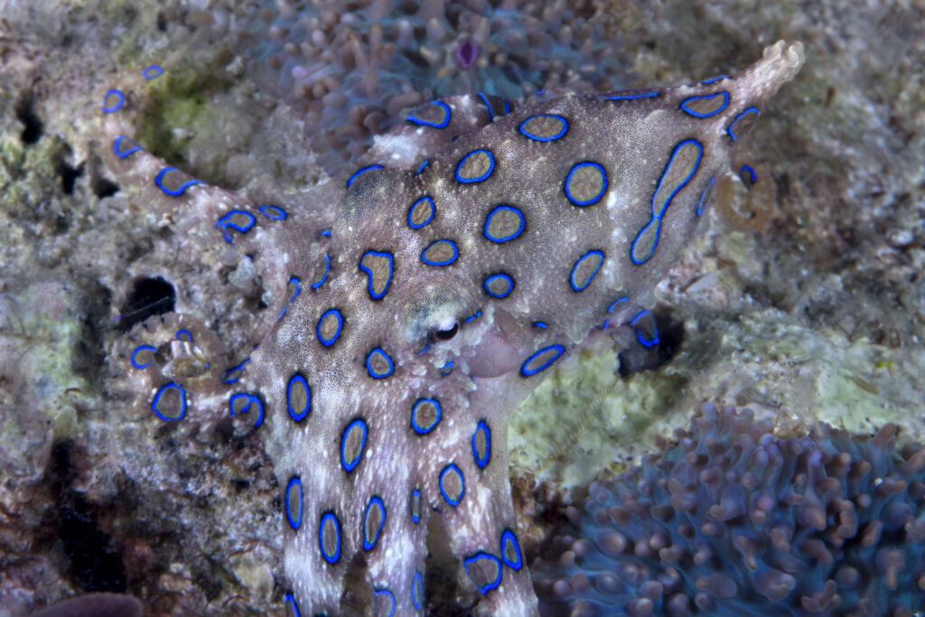 Blue-ringed octopus, Hapalochlaena sp., blending with coral reef elements, but distinguished by its glowing blue rings. Puerto Galera, Philippines.