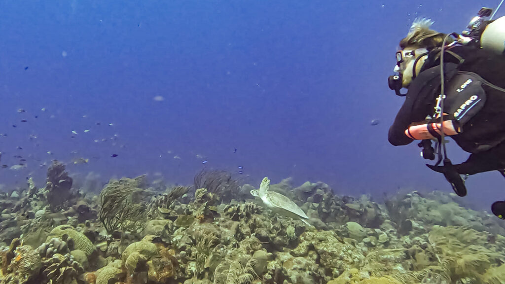 Diver and Turtle at Double Reef Curacao