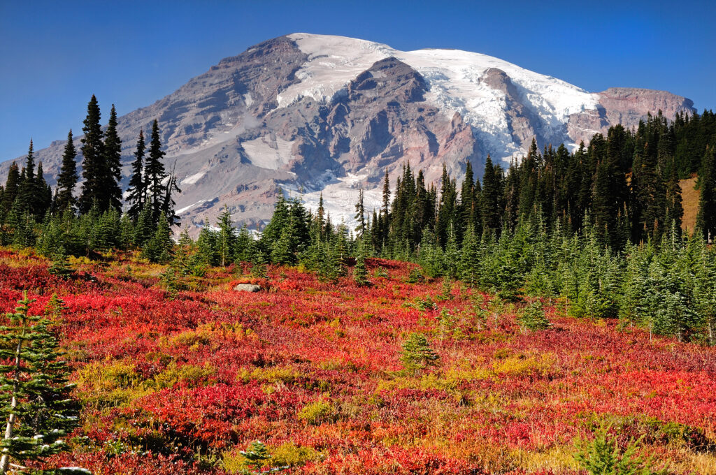 Paradise meadows covered with autumn colors at Mount Rainier national park