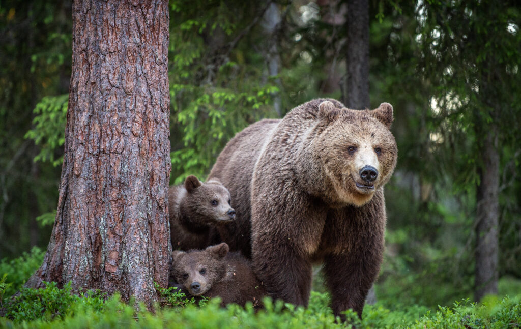 She-bear and cubs in the summer forest.