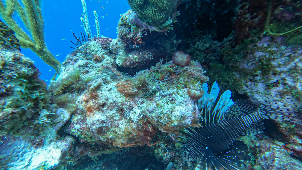 Lionfish Katy's Paradise Curacao