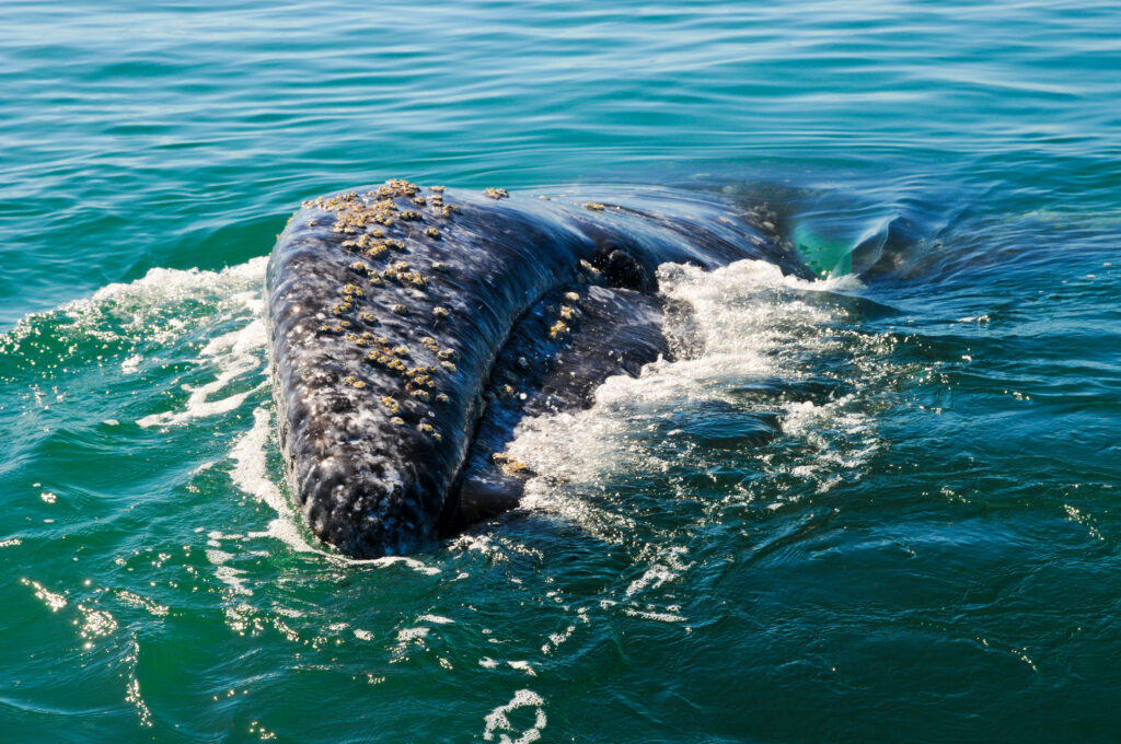 Large Grey whale