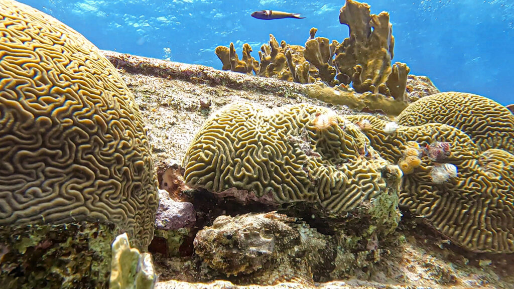 Scorpion fish Saba Wreck - Diving Curacao (Sandals Royal Curacao)