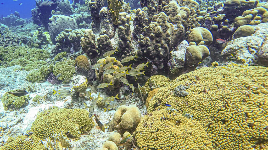 Reef fish Saba Wreck - Diving Curacao (Sandals Royal Curacao)