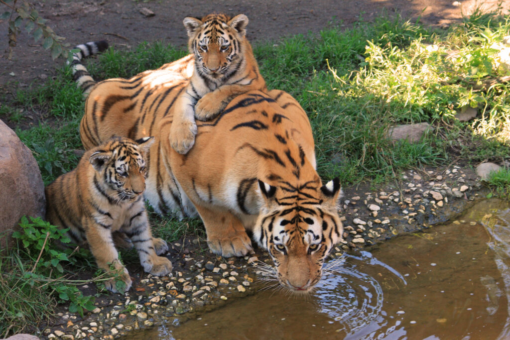 Tiger family