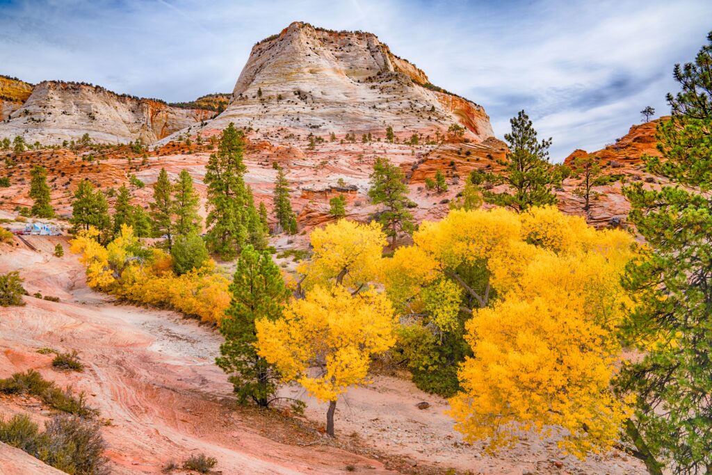 Fall color in Zion National Park, Utah