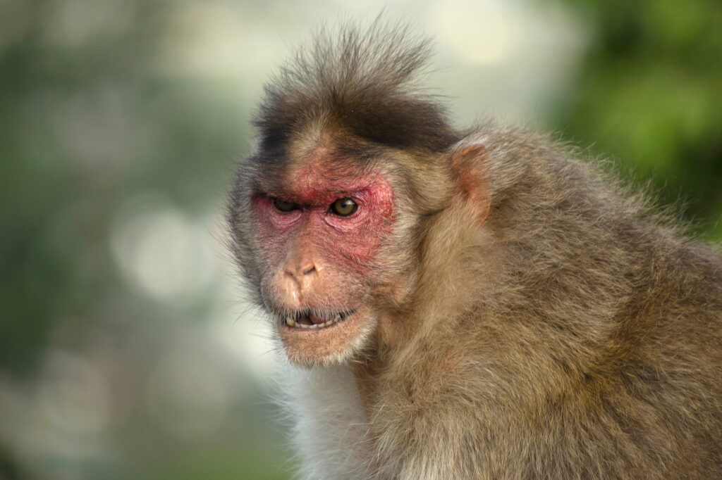An angry looking rhesus macaque or monkey, Maharashtra, India