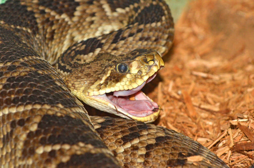 A rattle snake about to attack, with jaws open and fangs about to protude (visible)