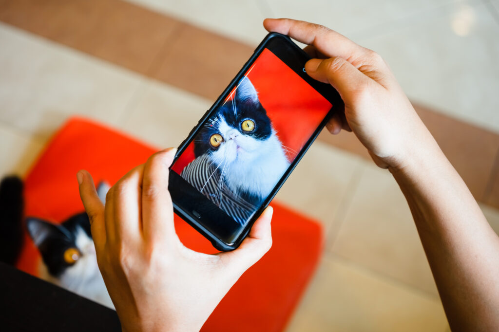 A person take photographing of a cat with smartphone. Taking a photo with the camera of a mobile phone. Using a smartphone to take pictures of a cat sitting on the ground.
