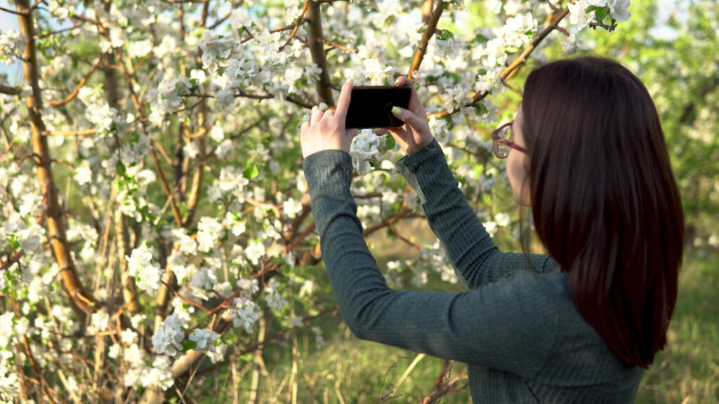 A young woman photographs a blossoming apple tree. Girl in the blooming garden.