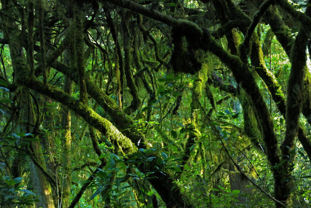 A jungle trees covered with moss on the rim of the Maundi crater in Mount Kilimanjaro. Rainforest on the Marangu route. Tanzania, Africa