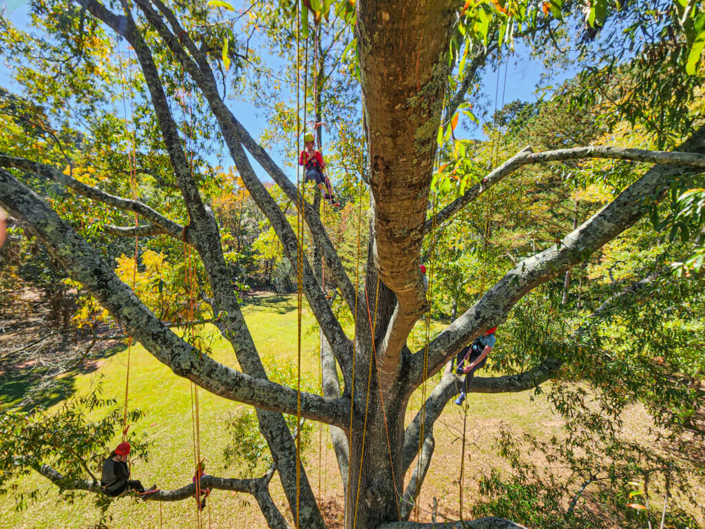 Tree Climbing at Panola Mountain State Park Henry County Georgia
