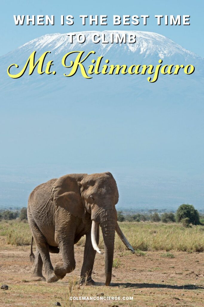 Elephant under Mt Kilimanjaro