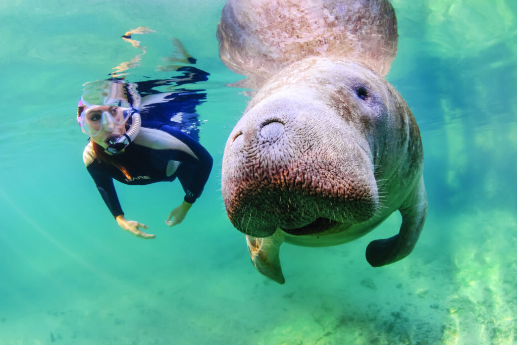 Do’s and Don’ts for Swimming With Manatees in Florida
