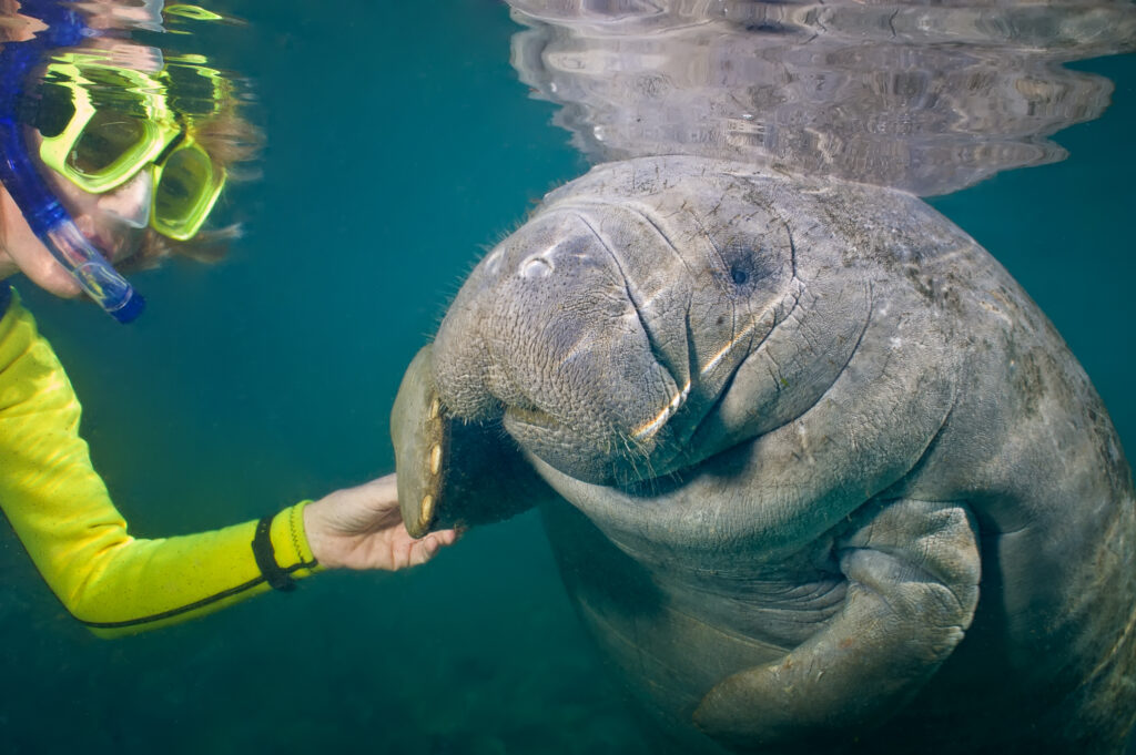 A female snorkeler touching a manatee. Some backscatter in the turbid water.