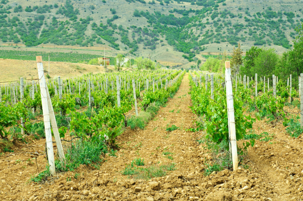Green vineyard at the south valley with mountains, agricultural background
